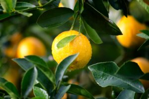 Citrus fruits nestled among green leaves on a tree in a greenhouse.