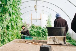 Greenhouses like an oasis for plants