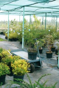 Plants basking in their ideal space.