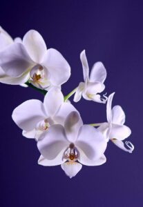 Elegant white orchid against a vivid purple background 