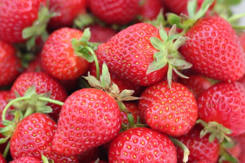 Visual Expanse of Strawberries from Growing Strawberries in a Greenhouse