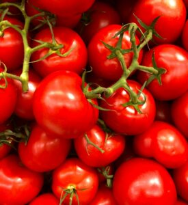 Expansive flat of ripe red tomatoes