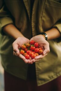 Lady's hands holding a fresh harvest of small tomatoes from a greenhouse.